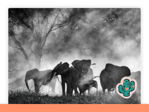Ghost Elephants (Doku, 2025)